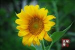 葵花