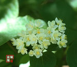 白色小花