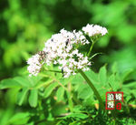 白色小花