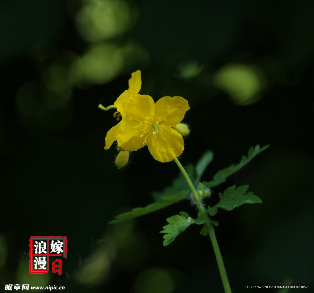 花