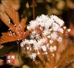 白色小花