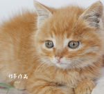 小猫咪