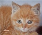 小猫咪