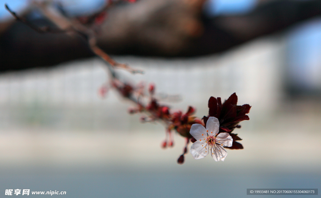 桃花