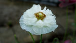 丽春花