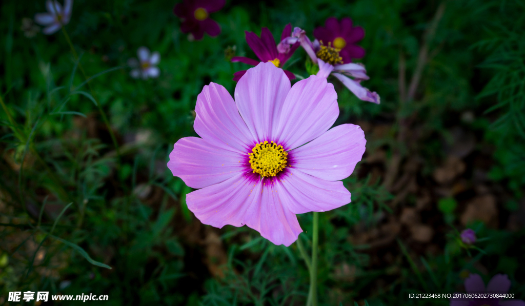 格桑花