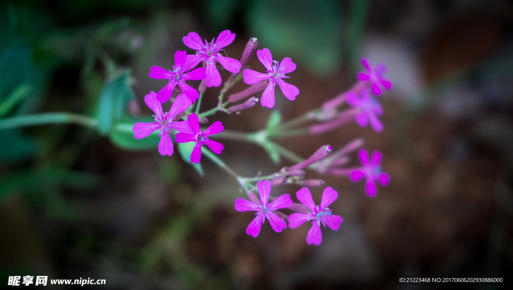 高雪轮花