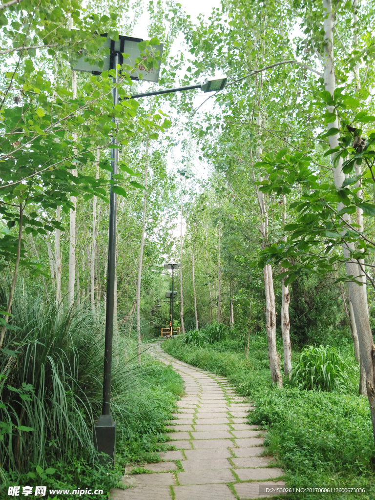 林间小路
