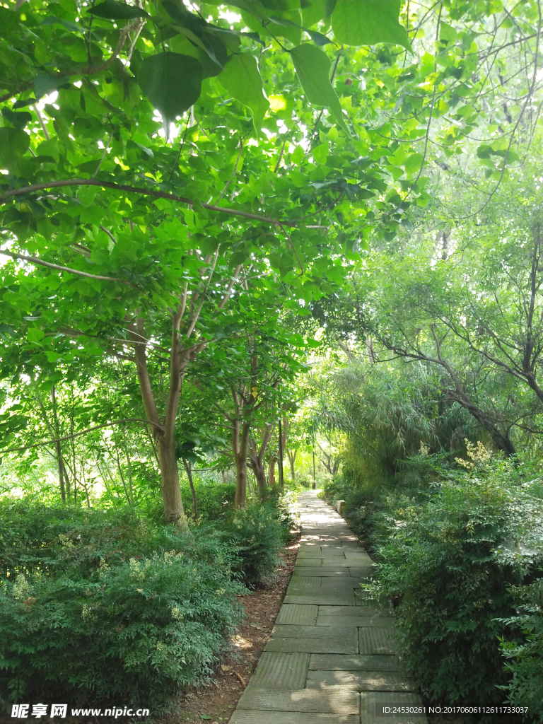 林间小路