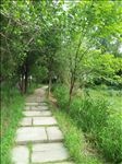 林间小路