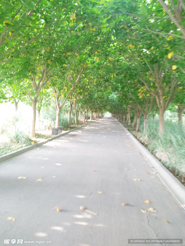 林间小路