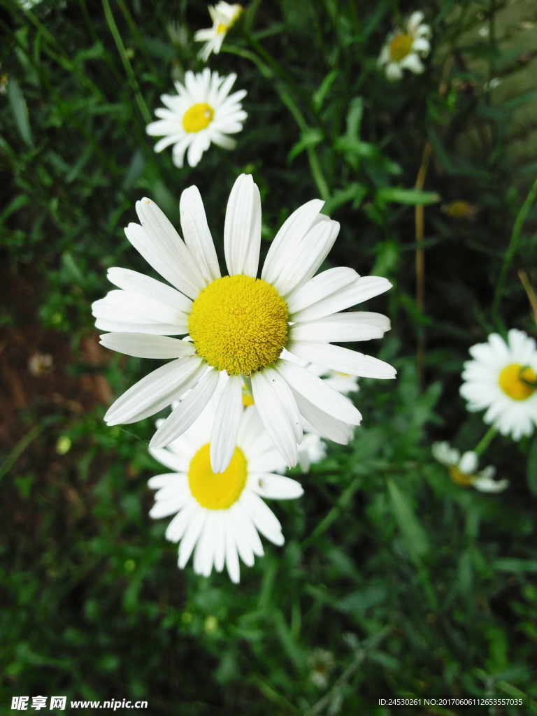 花 野花