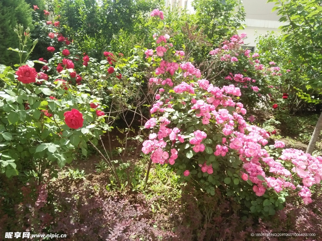 花草摄影