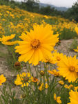 黄花 太阳花