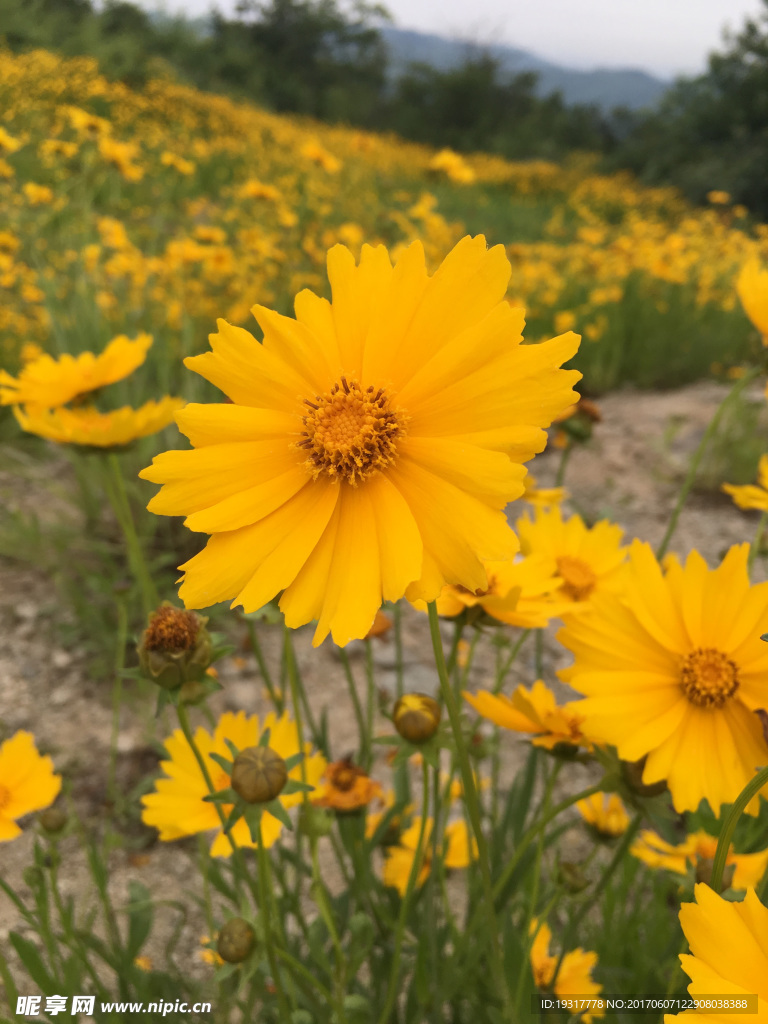 黄花 太阳花