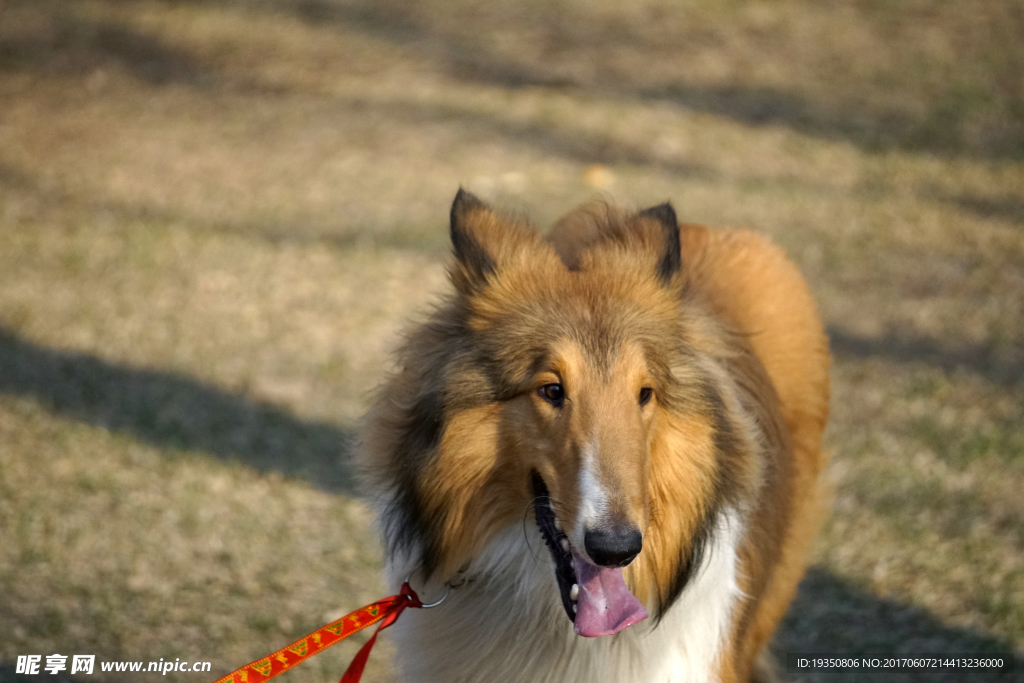 宠物 狗 牧羊犬