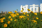 花丛 金鸡菊 绿叶