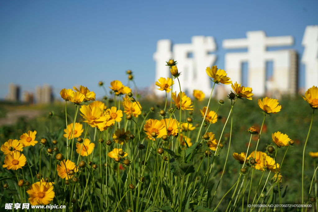 花丛 金鸡菊 绿叶