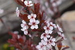小桃花