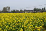 山村油菜花