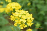 油菜花簇