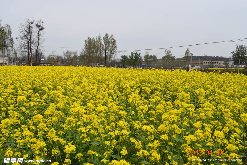 一片油菜花