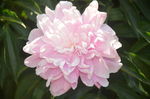 芍药