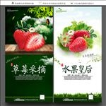 草莓采摘