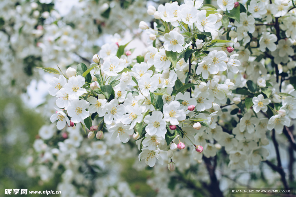 白花
