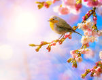 花背景