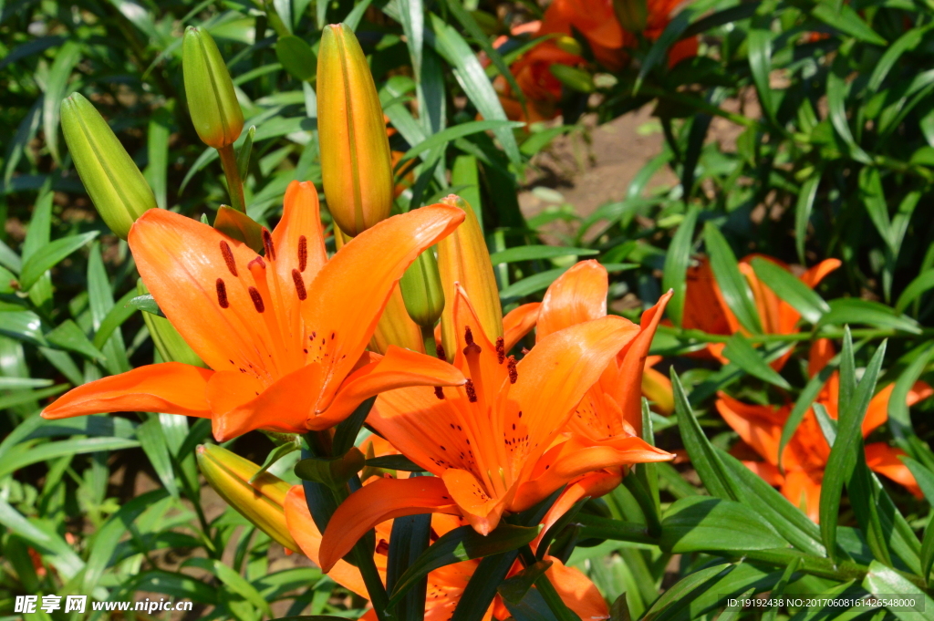 百合花