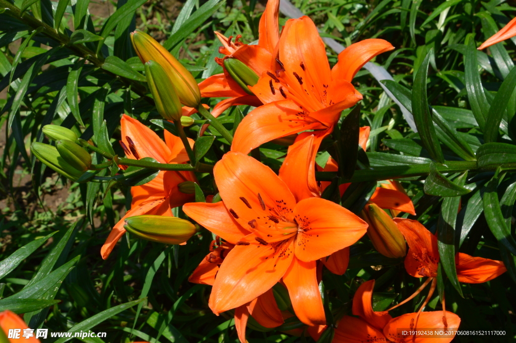 百合花