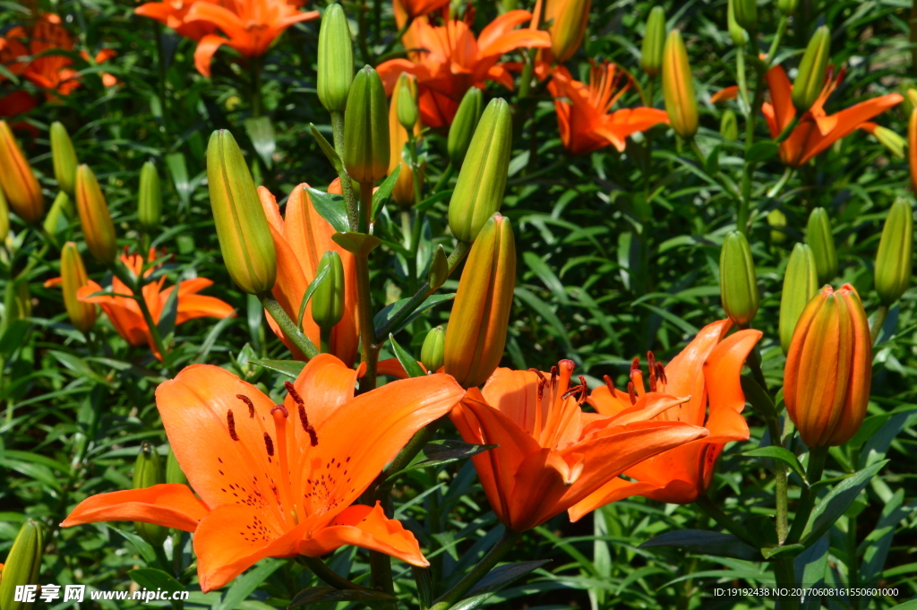 百合花