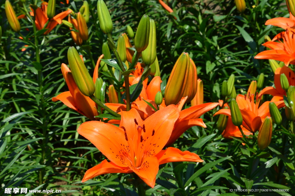 百合花