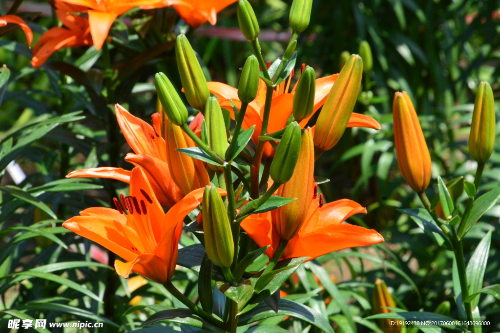 百合花