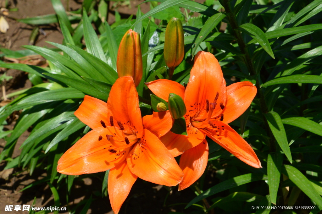 百合花