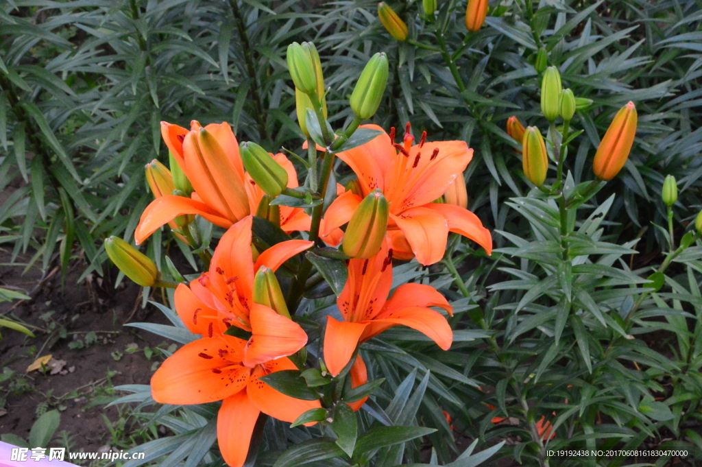 百合花