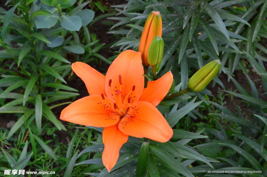 百合花