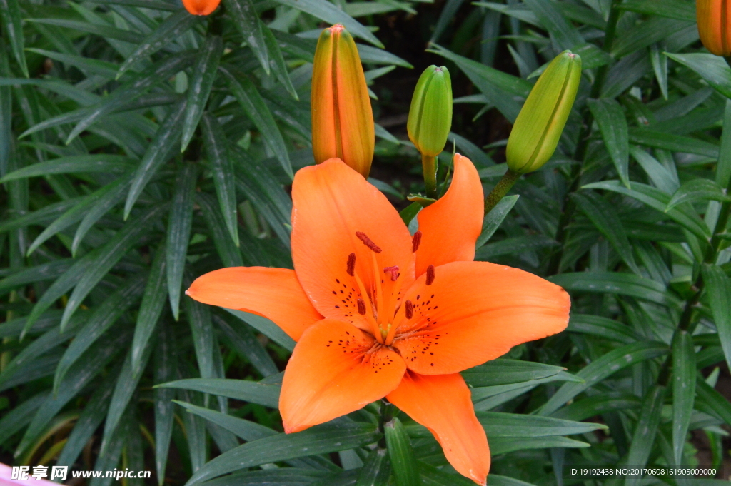 百合花