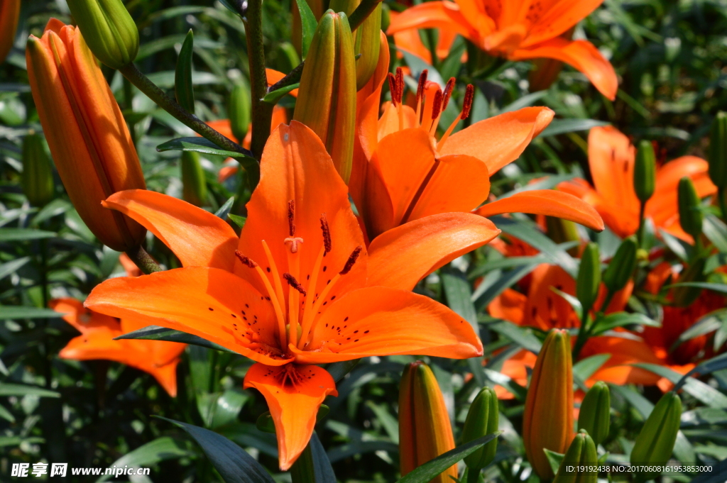 百合花