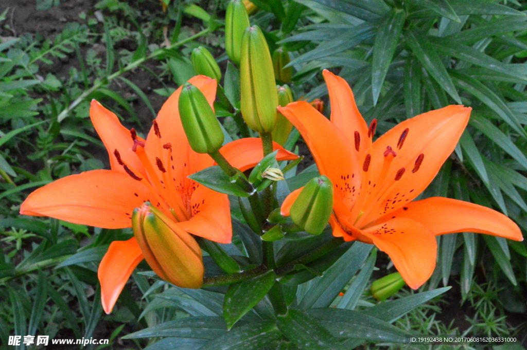 百合花