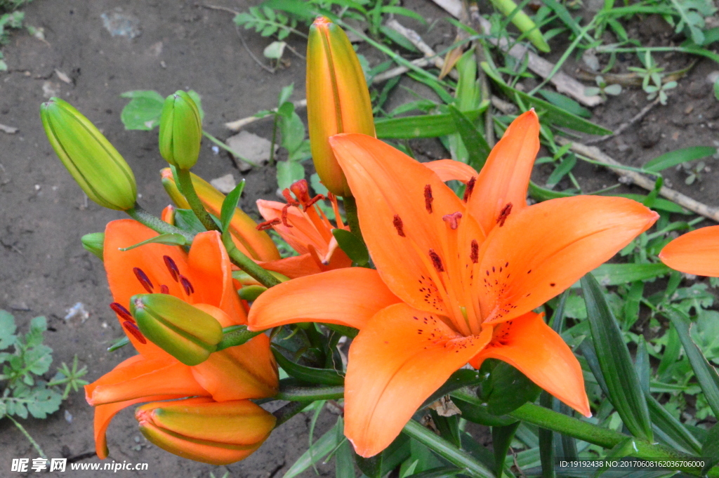 百合花