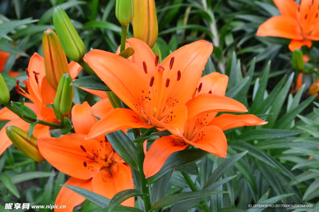 百合花