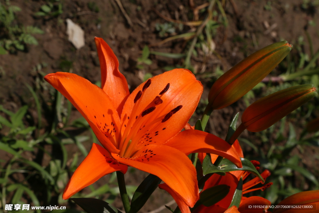 百合花