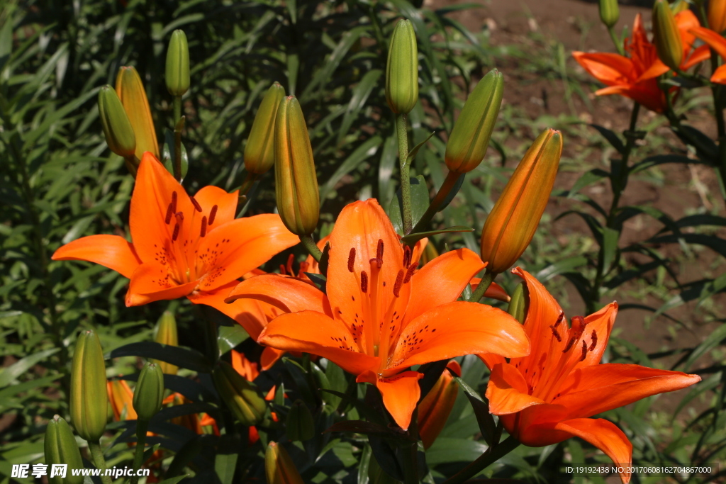 百合花
