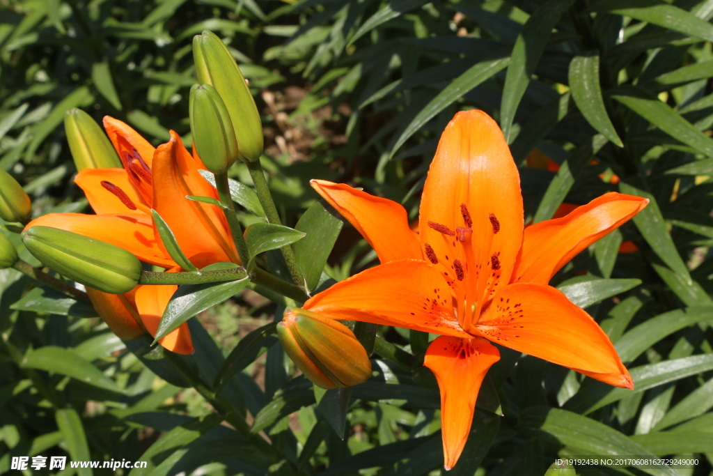 百合花