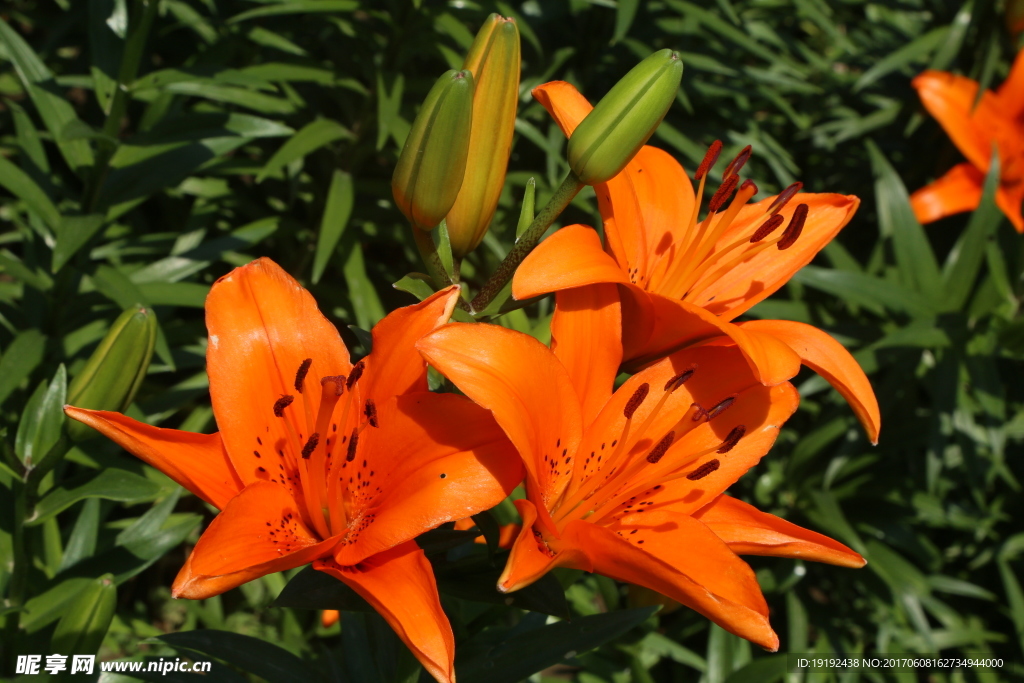 百合花