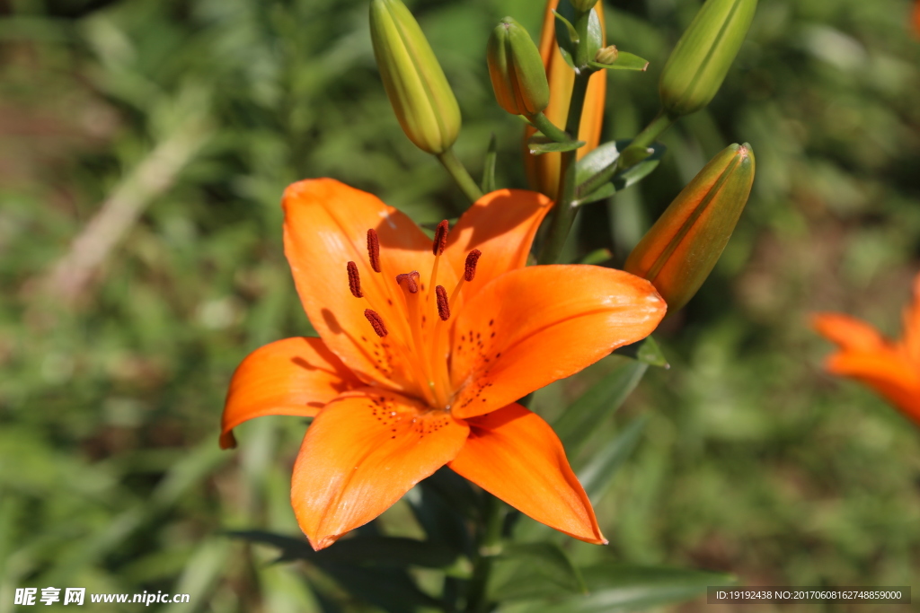 百合花