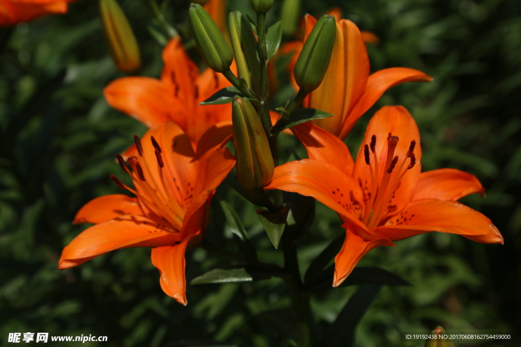 百合花