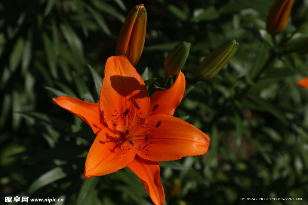 百合花
